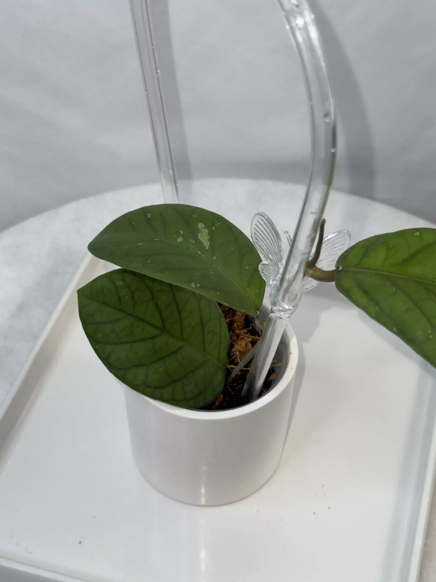 plant/Hoya meredithii (round leaf) — 3 inch pot-3