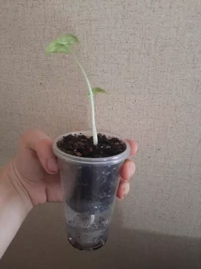 plant/Watsoniana Doff Pink Albo-2-thumbnail