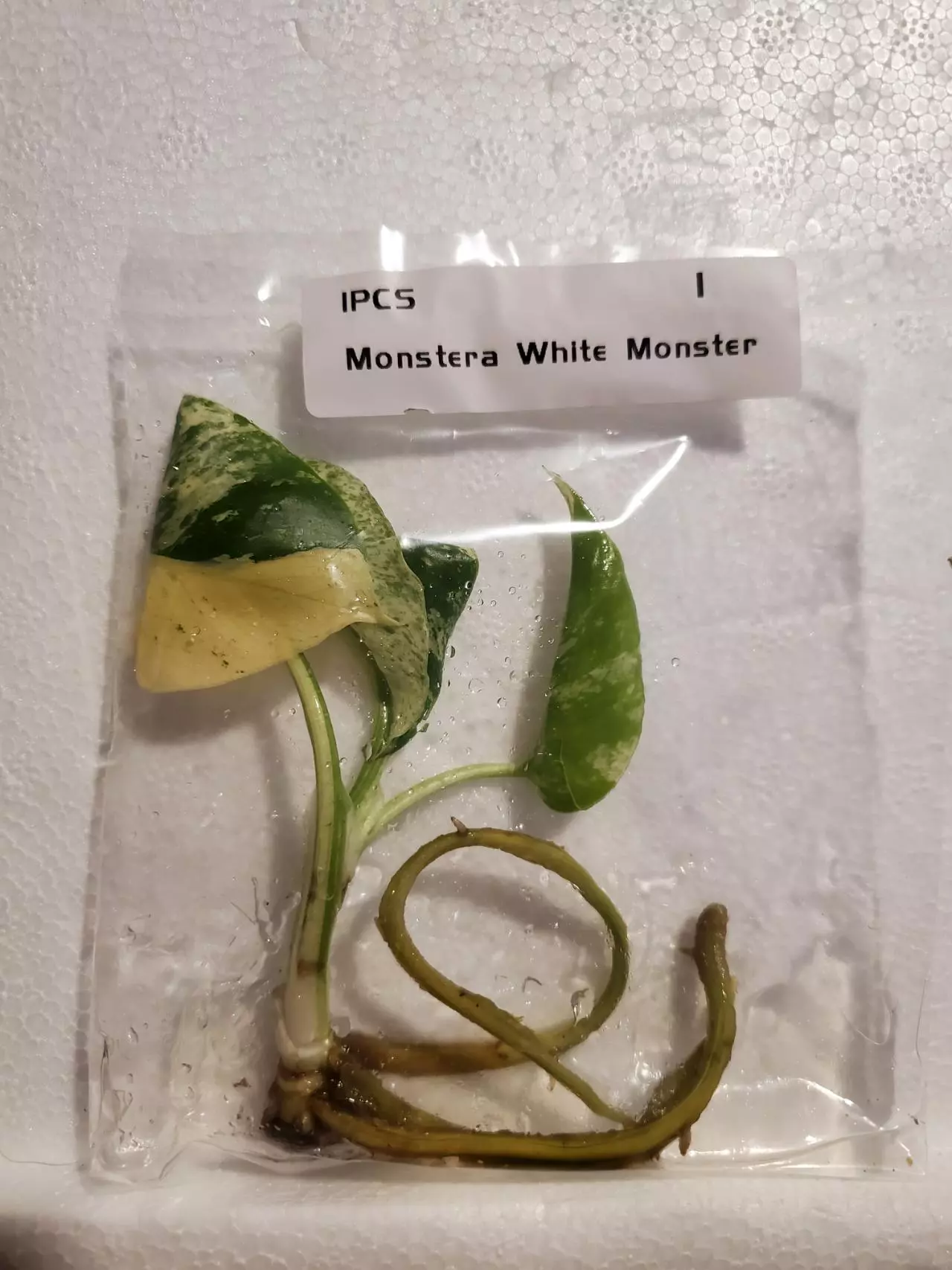 plant/Monstera White Monster-0