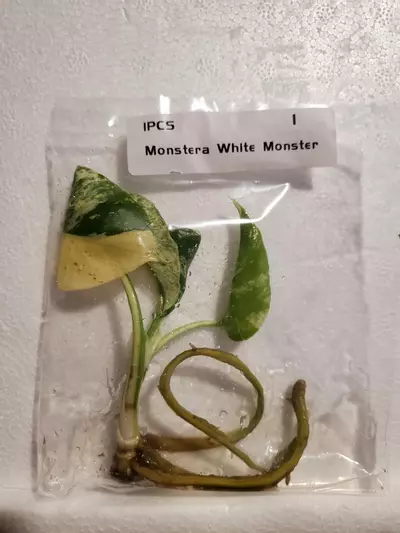plant/Monstera White Monster-0-thumbnail