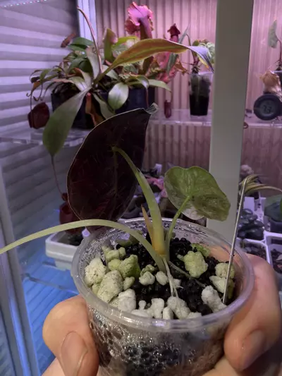 plant/Pink watsoniana-1-thumbnail