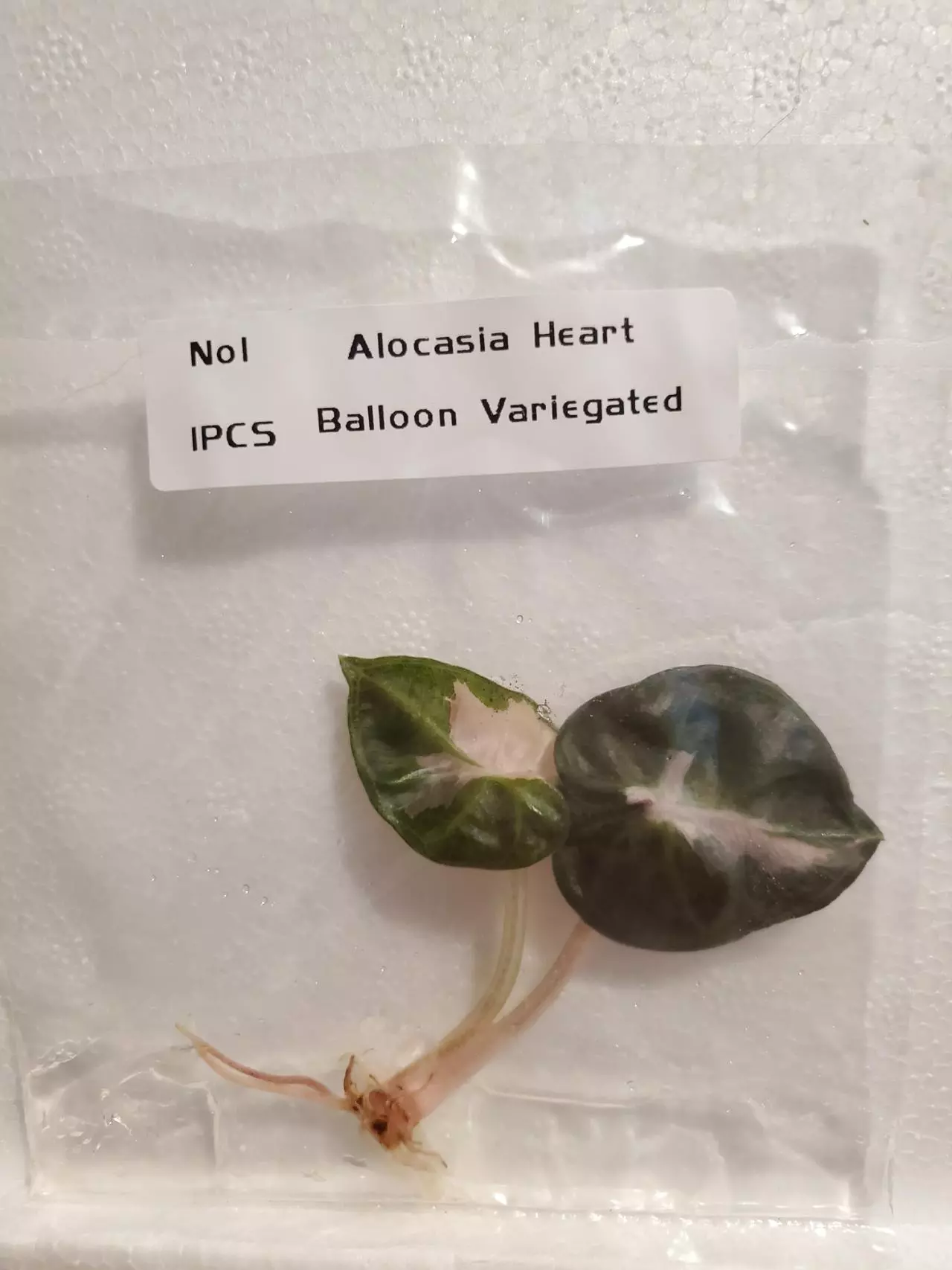 plant/Pink Balloon Heart-0