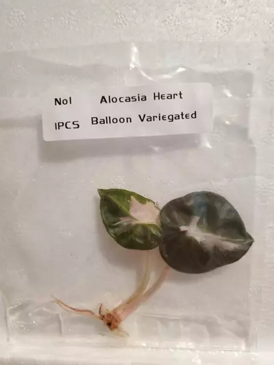 plant/Pink Balloon Heart-0-thumbnail