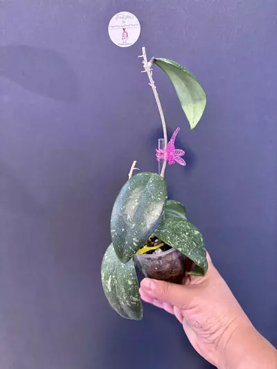 plant/Sp. Vietnam AH-001 ( splash)-0-thumbnail