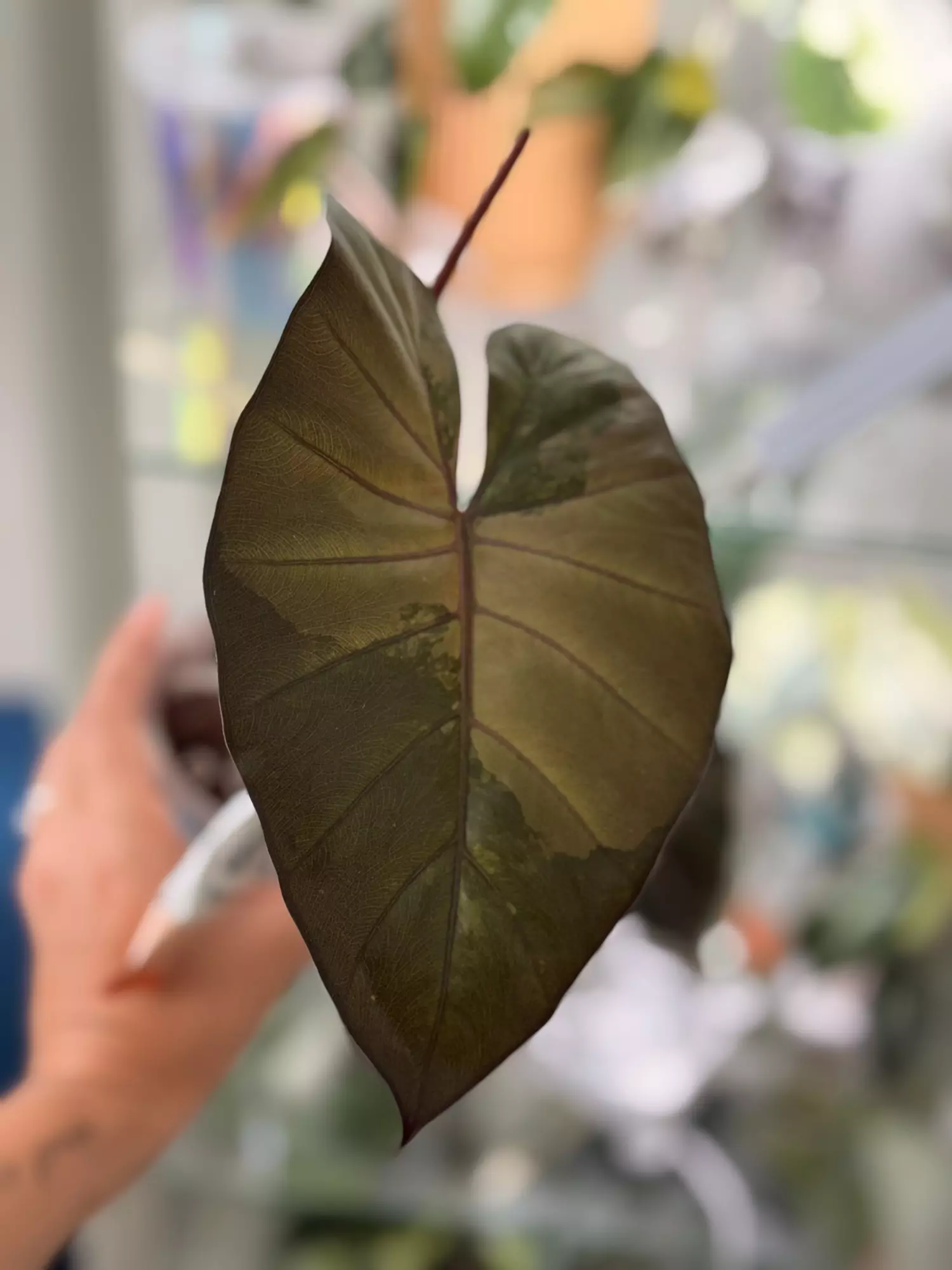 plant/Yucatan Princess Corm ( BIG)-0