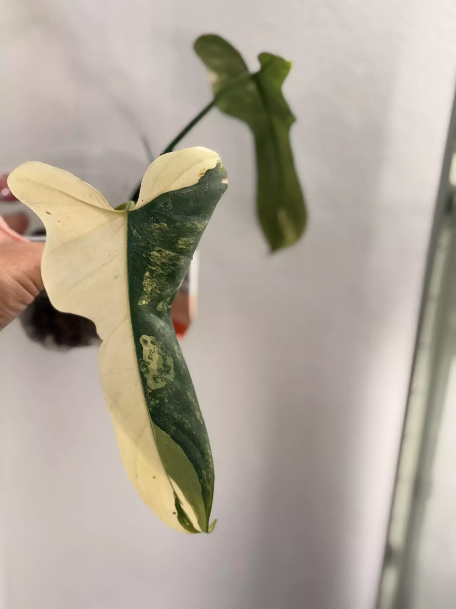 plant/Philodendron Bippen Var-1