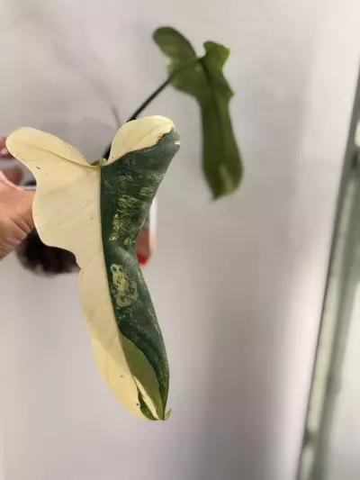 plant/Philodendron Bippen Var-1-thumbnail