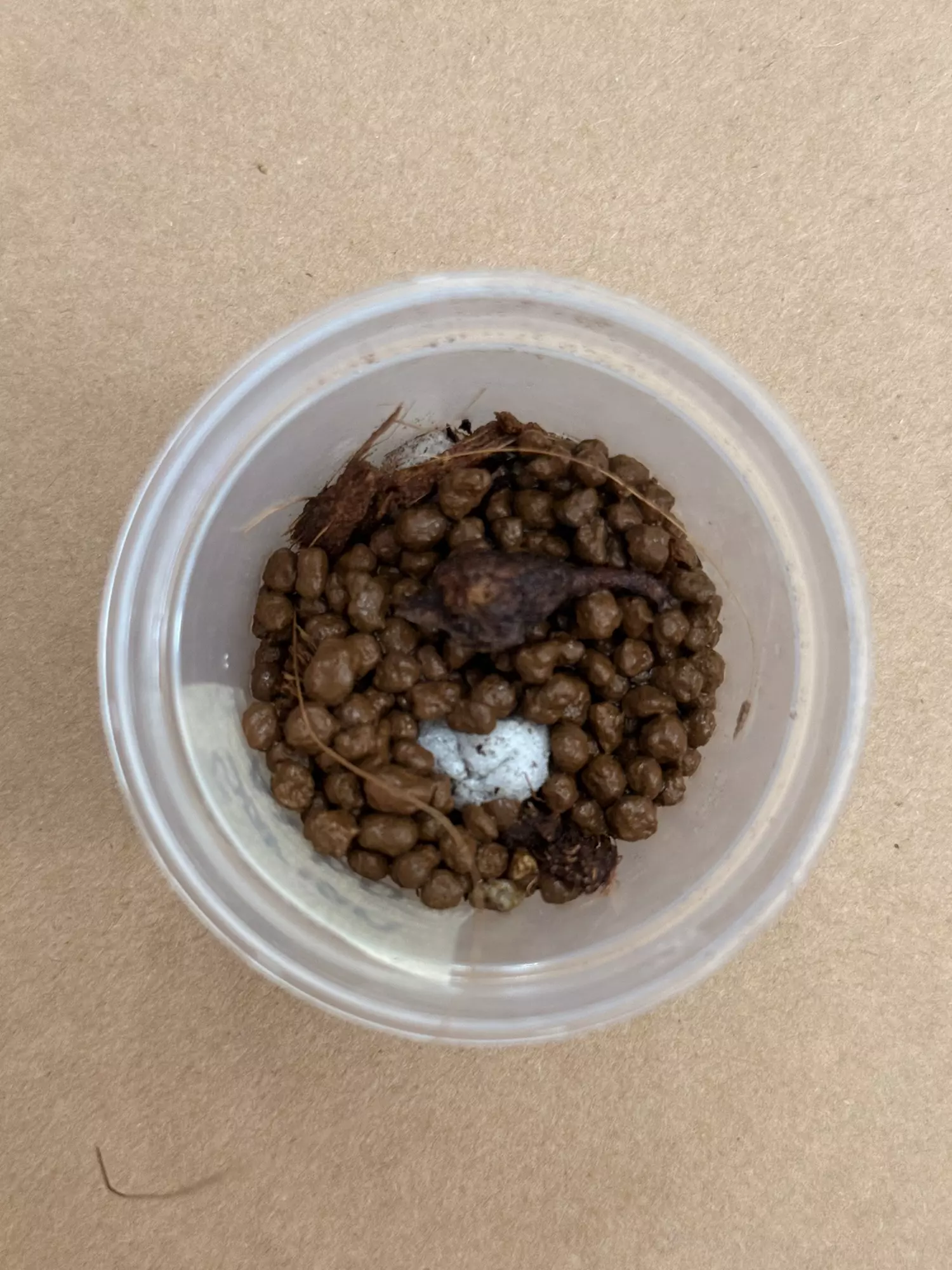 plant/Yucatan Princess Corm ( BIG)-4