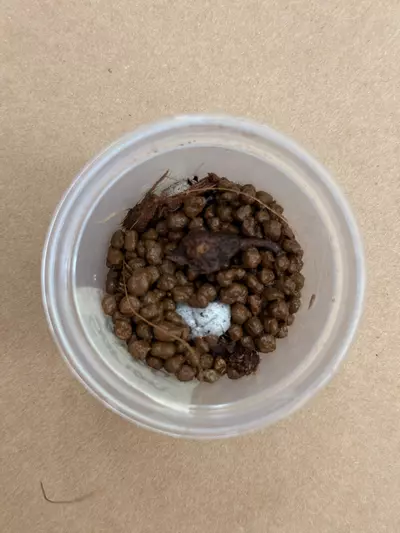 plant/Yucatan Princess Corm ( BIG)-4-thumbnail