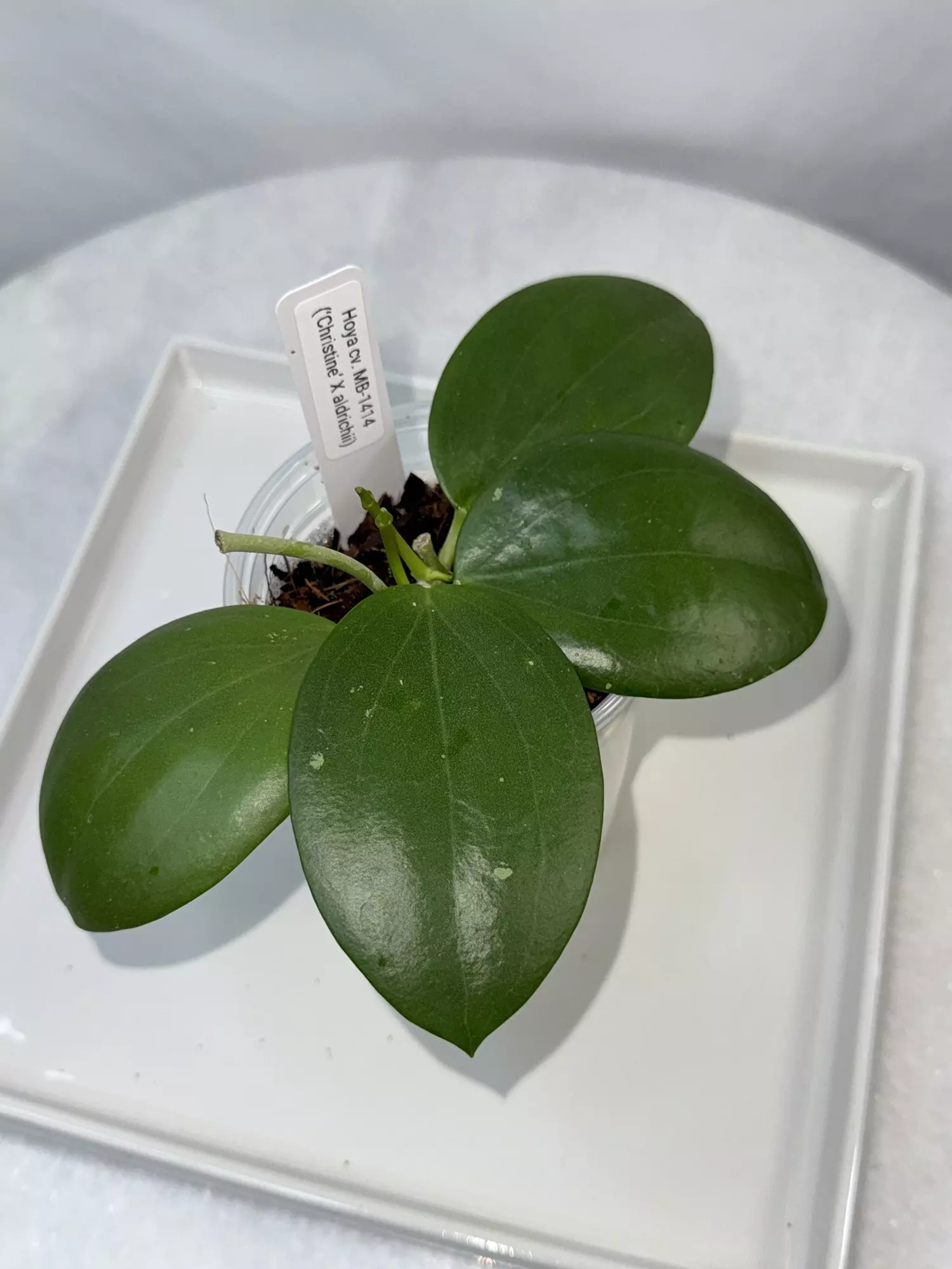 plant/Hoya cv. MB-1414 (‘Christine’ X aldrichii) — 2.5 inch pot-0
