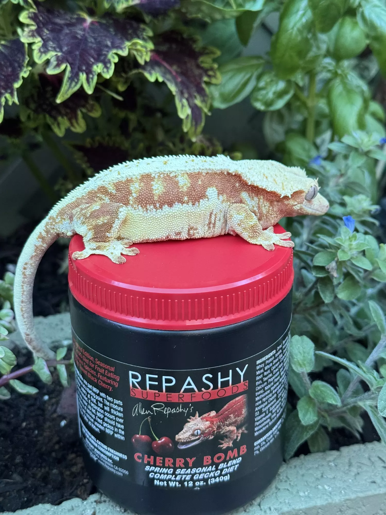 plant/Cherry bomb 12 oz-0