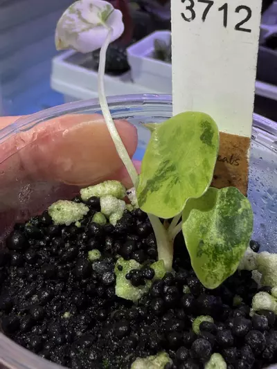 plant/Sendenii var-2-thumbnail