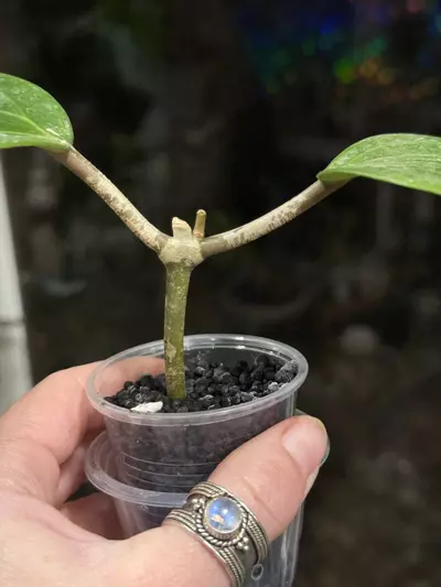 plant/448-Hoya Latifolia Dinner Plate rooted in Fluval-2-thumbnail