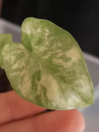 plant/Watsoniana Doff Pink Albo-1-thumbnail