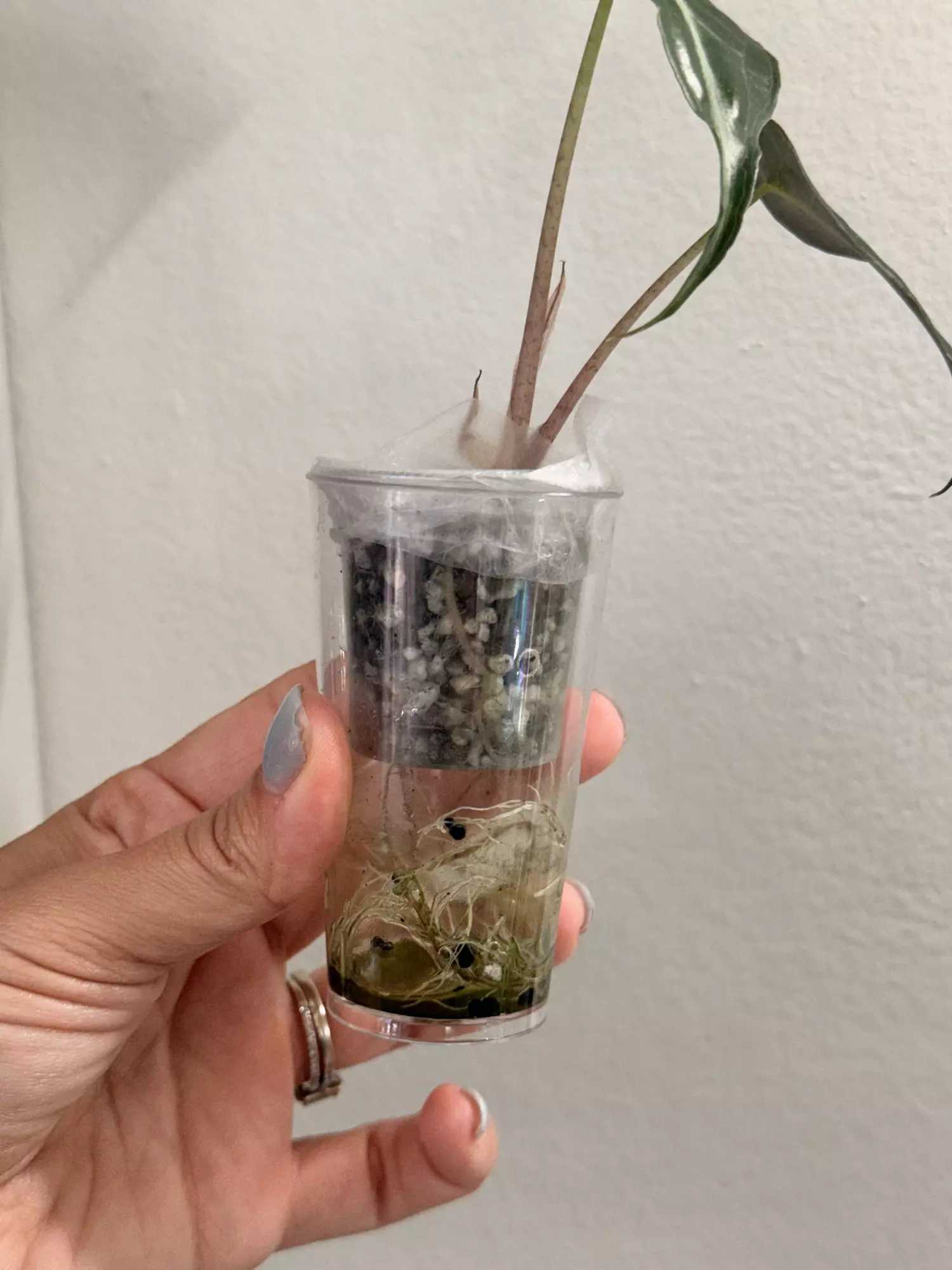 plant/Alocasia Venom-2