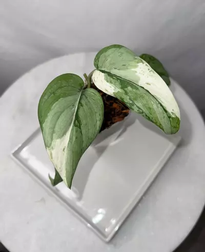 plant/Scindapsus ‘Blue Splash’ albo/variegated - 3 inch pot-2-thumbnail