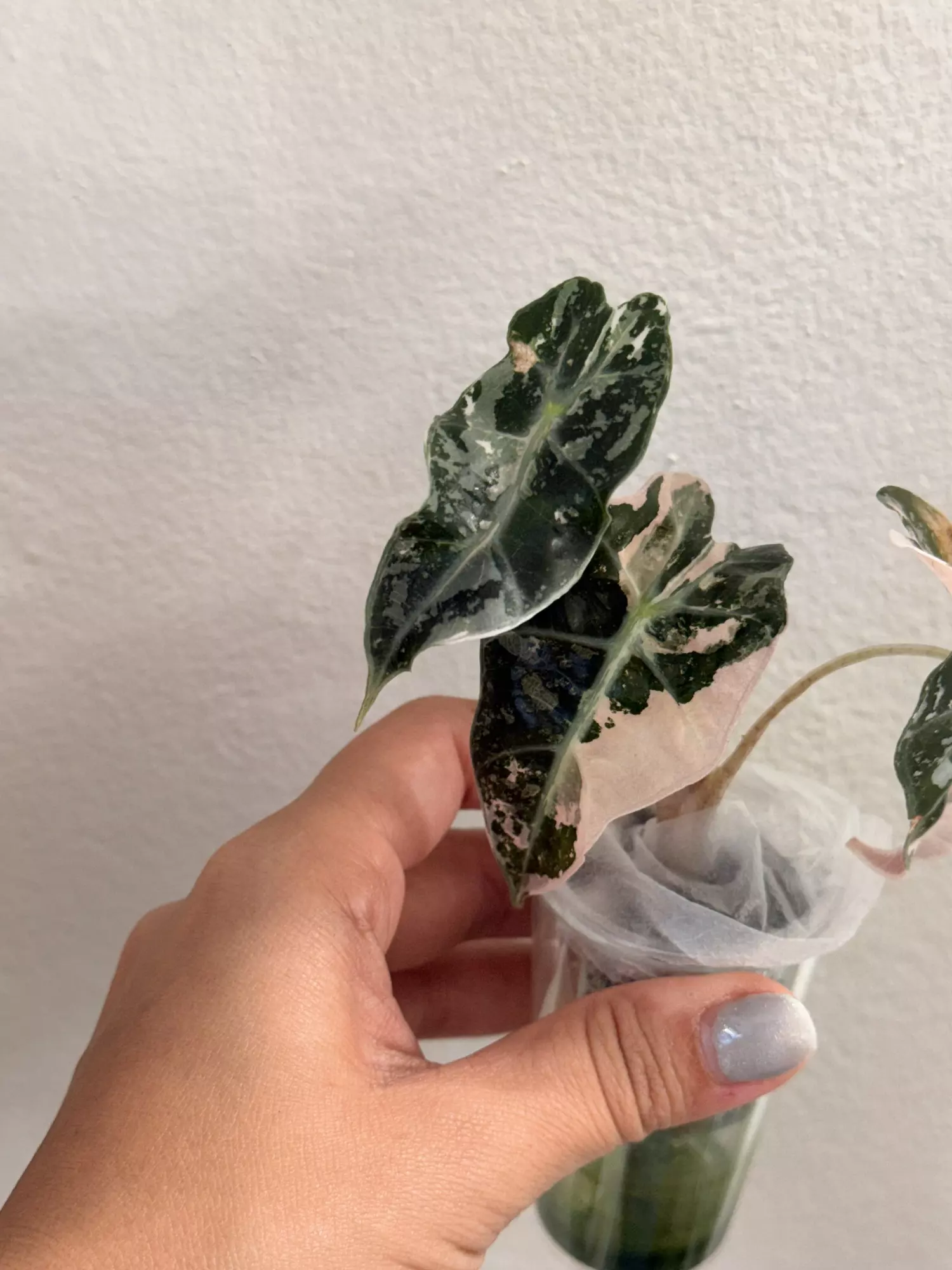 plant/Alocasia Amazonica Pink-0