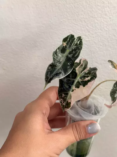 plant/Alocasia Amazonica Pink-0-thumbnail