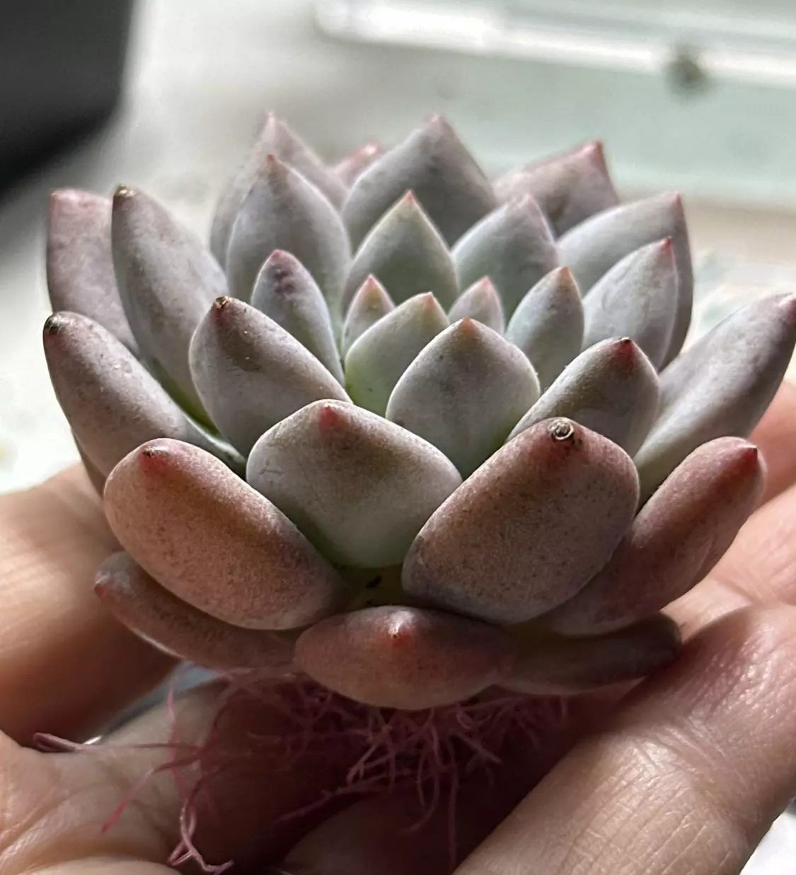 plant/Pachyveria Bodhi Beauty-1