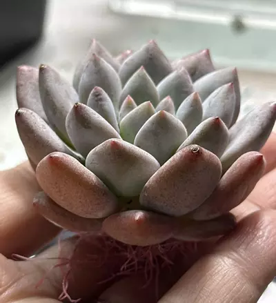 plant/Pachyveria Bodhi Beauty-1-thumbnail
