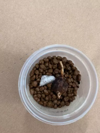 plant/Yucatan Princess Corm ( BIG)-1-thumbnail