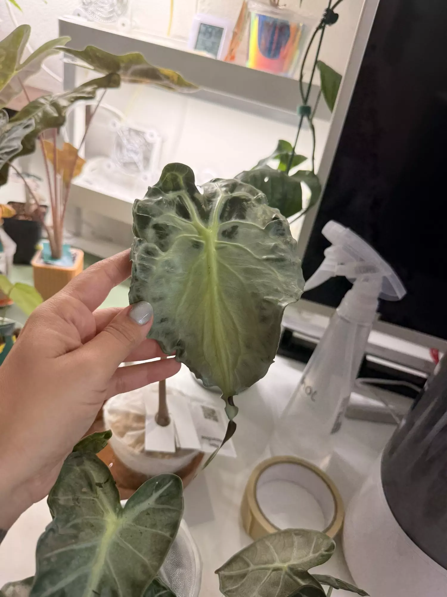 plant/Alocasia Venom-1