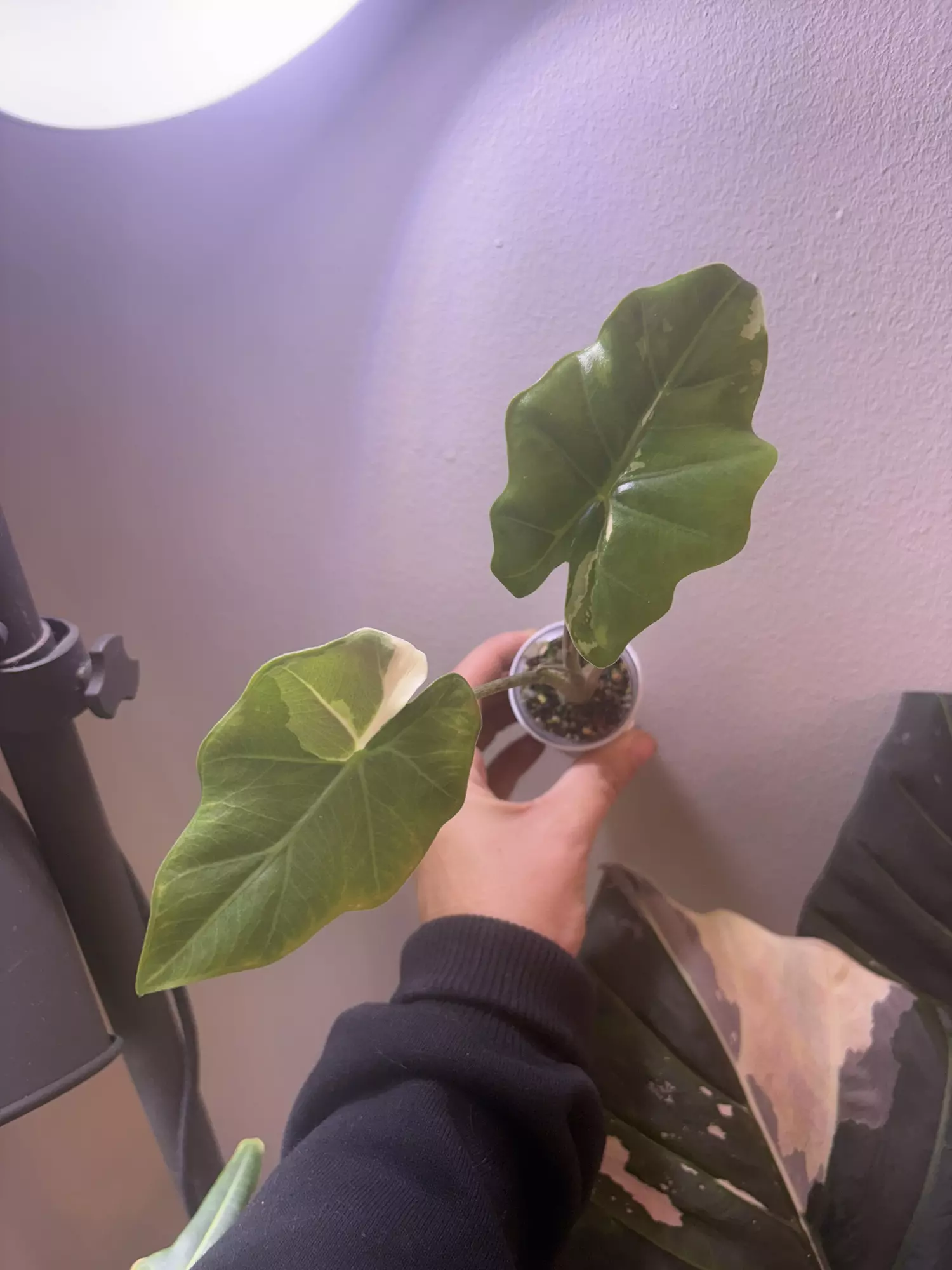 plant/✨Alocasia Portora Albo✨-2