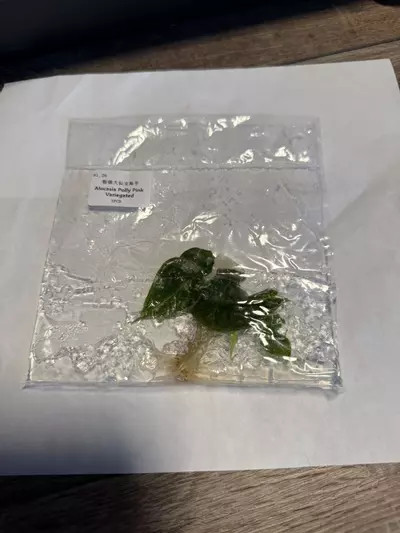 plant/Alocasia Polly pink -0-thumbnail