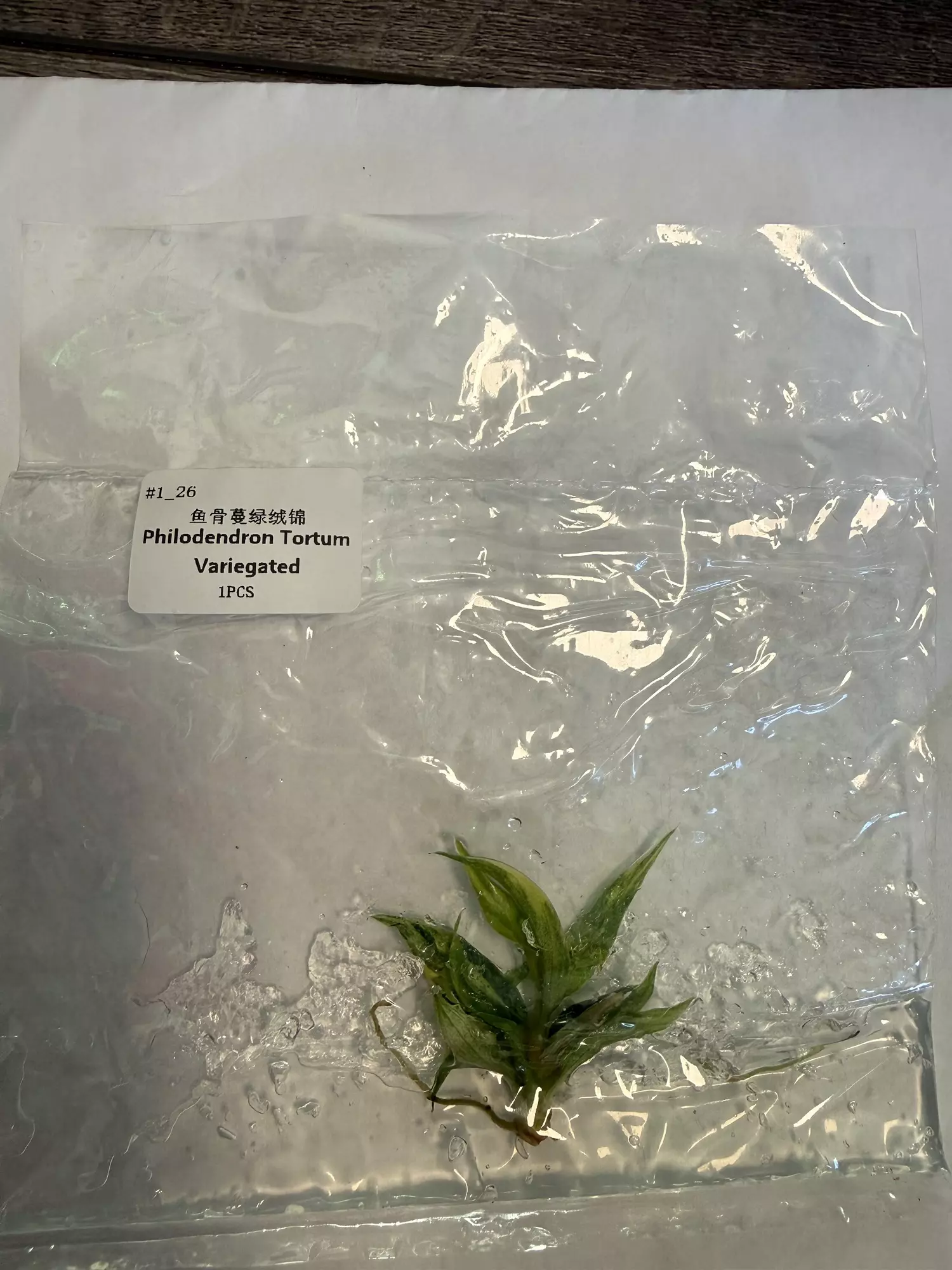 plant/Philodendron tortum variegated-0