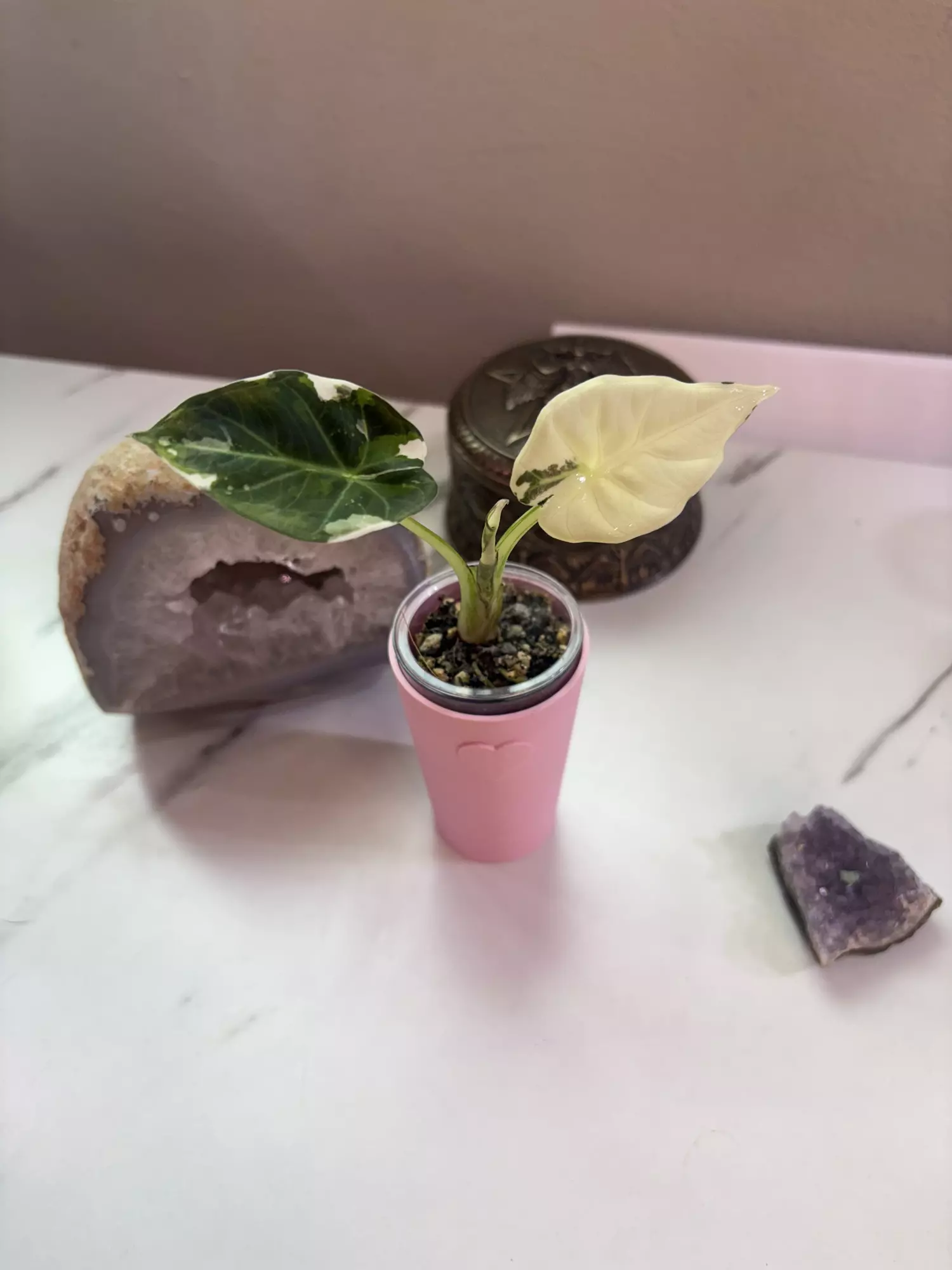 plant/✨Alocasia Regal Shield Albo/Purp/Pink✨-0