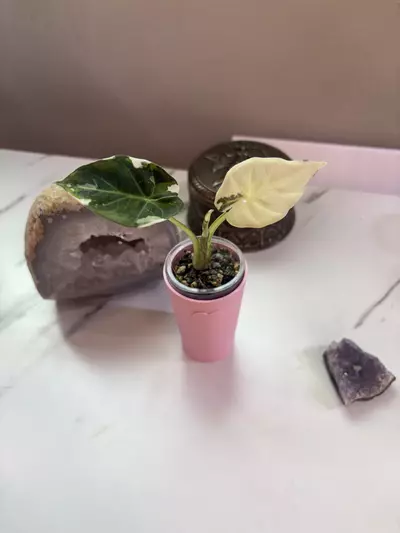 plant/✨Alocasia Regal Shield Albo/Purp/Pink✨-0-thumbnail