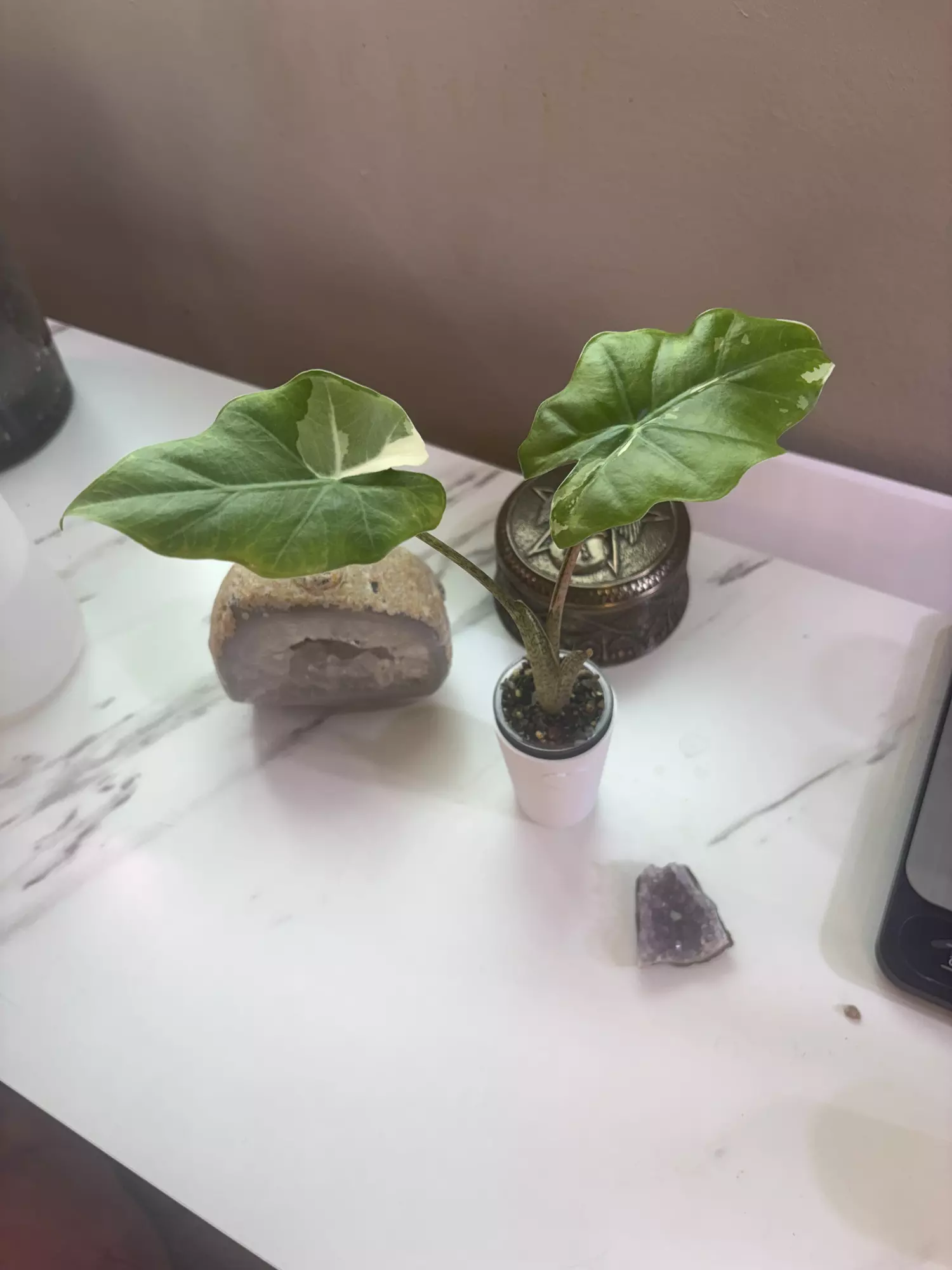 plant/✨Alocasia Portora Albo✨-0