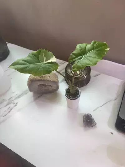 plant/✨Alocasia Portora Albo✨-0-thumbnail
