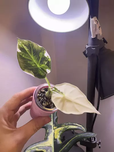plant/✨Alocasia Regal Shield Albo/Purp/Pink✨-2-thumbnail