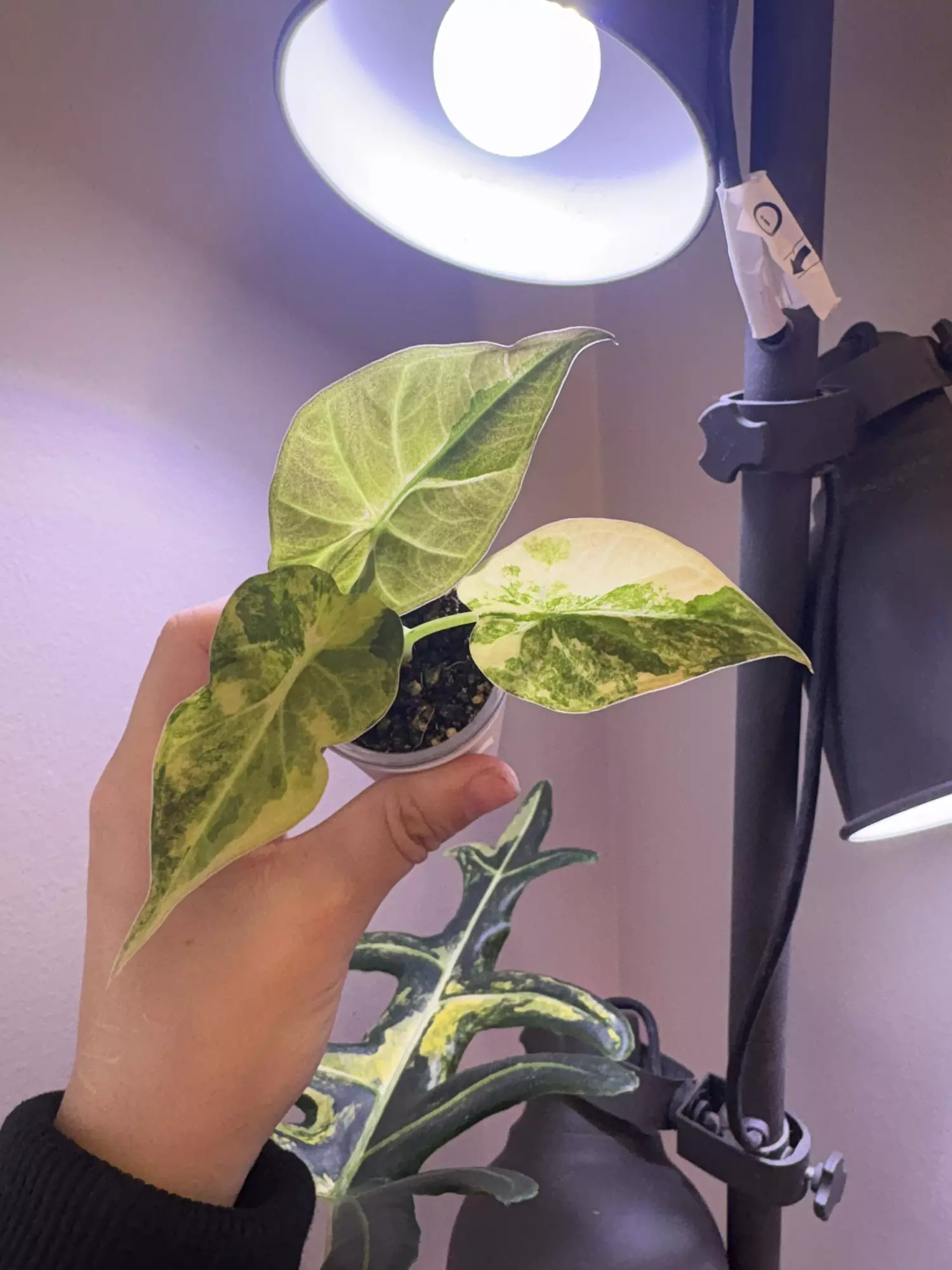 plant/✨Alocasia Regal Shield Aurea✨-2