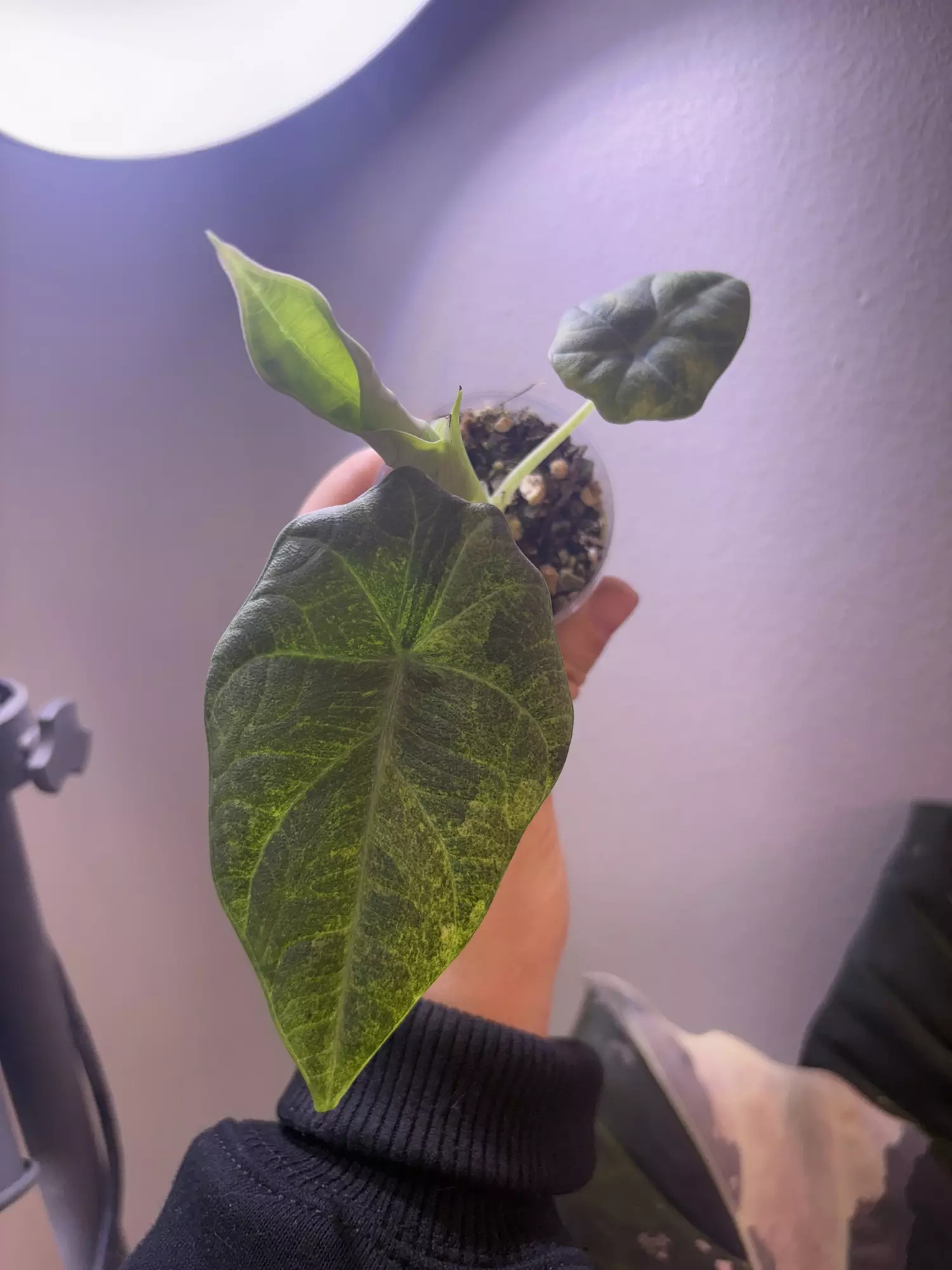 plant/✨Alocasia Maharani Aurea✨-2