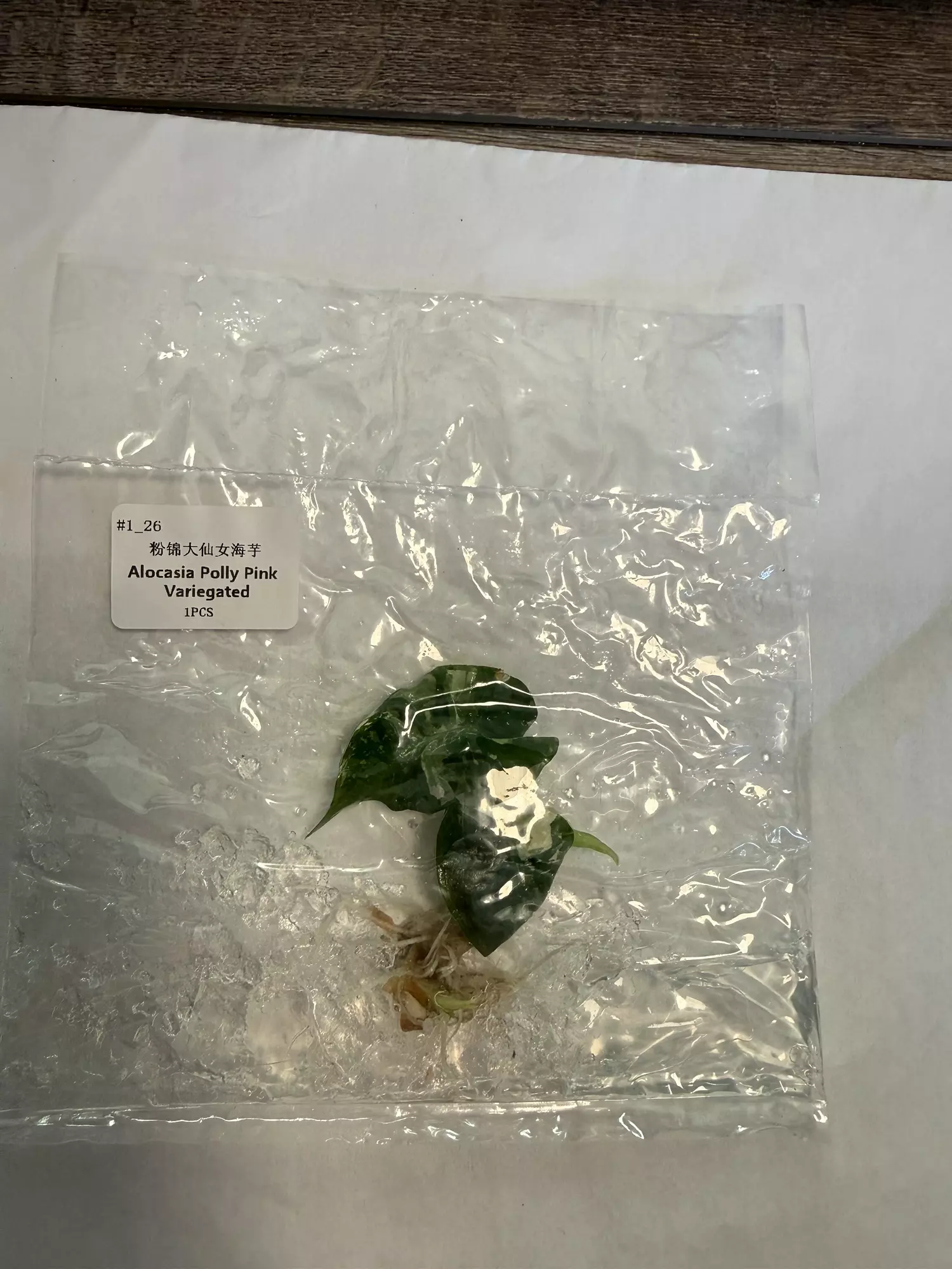 plant/Alocasia Polly pink -0