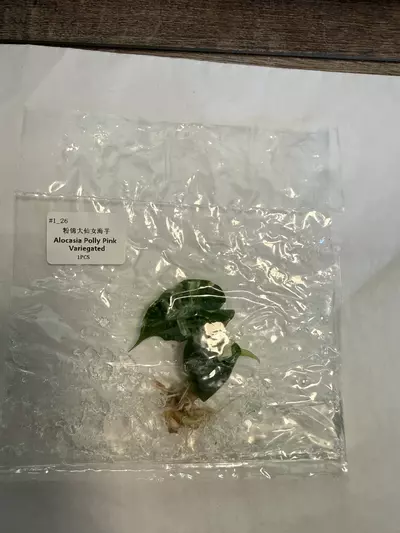 plant/Alocasia Polly pink -0-thumbnail