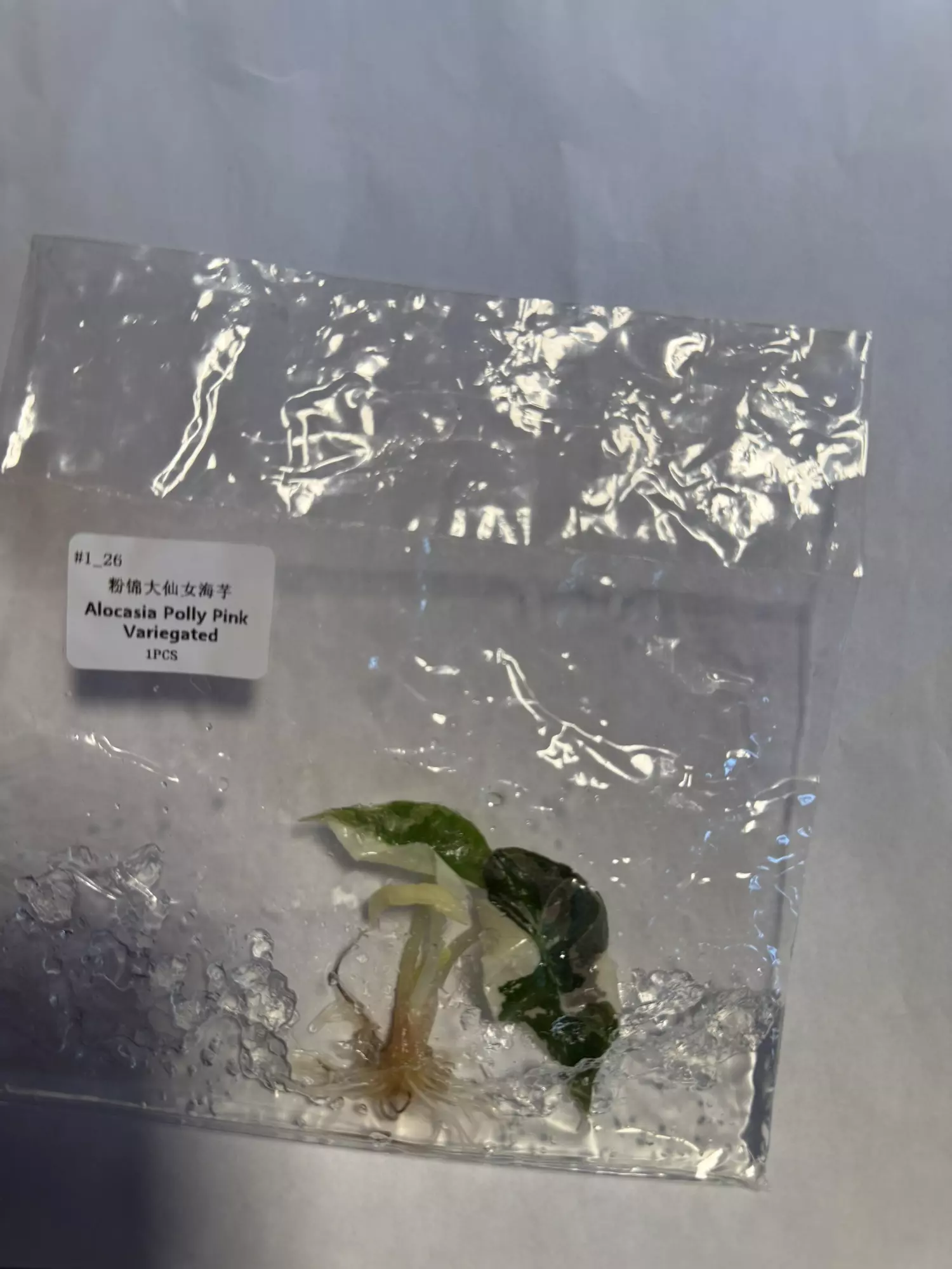 plant/Alocasia Polly pink-0