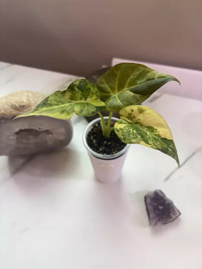 plant/✨Alocasia Regal Shield Aurea✨-0-thumbnail