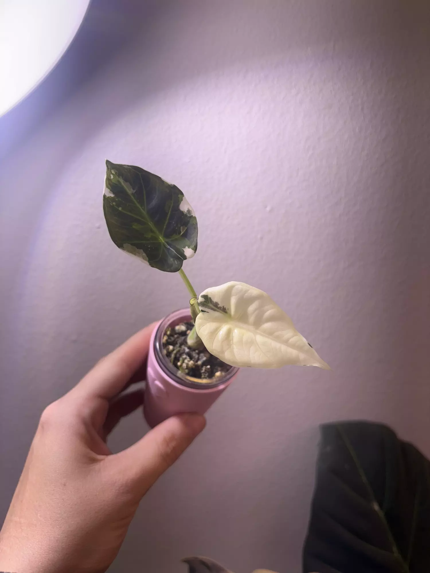 plant/✨Alocasia Regal Shield Albo/Purp/Pink✨-1