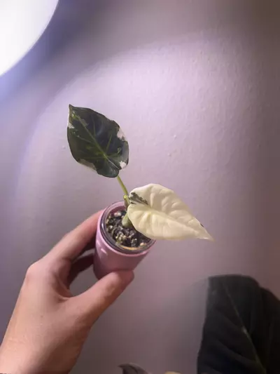 plant/✨Alocasia Regal Shield Albo/Purp/Pink✨-1-thumbnail
