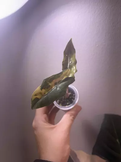 plant/✨Alocasia Pseudo Aurea✨-1-thumbnail
