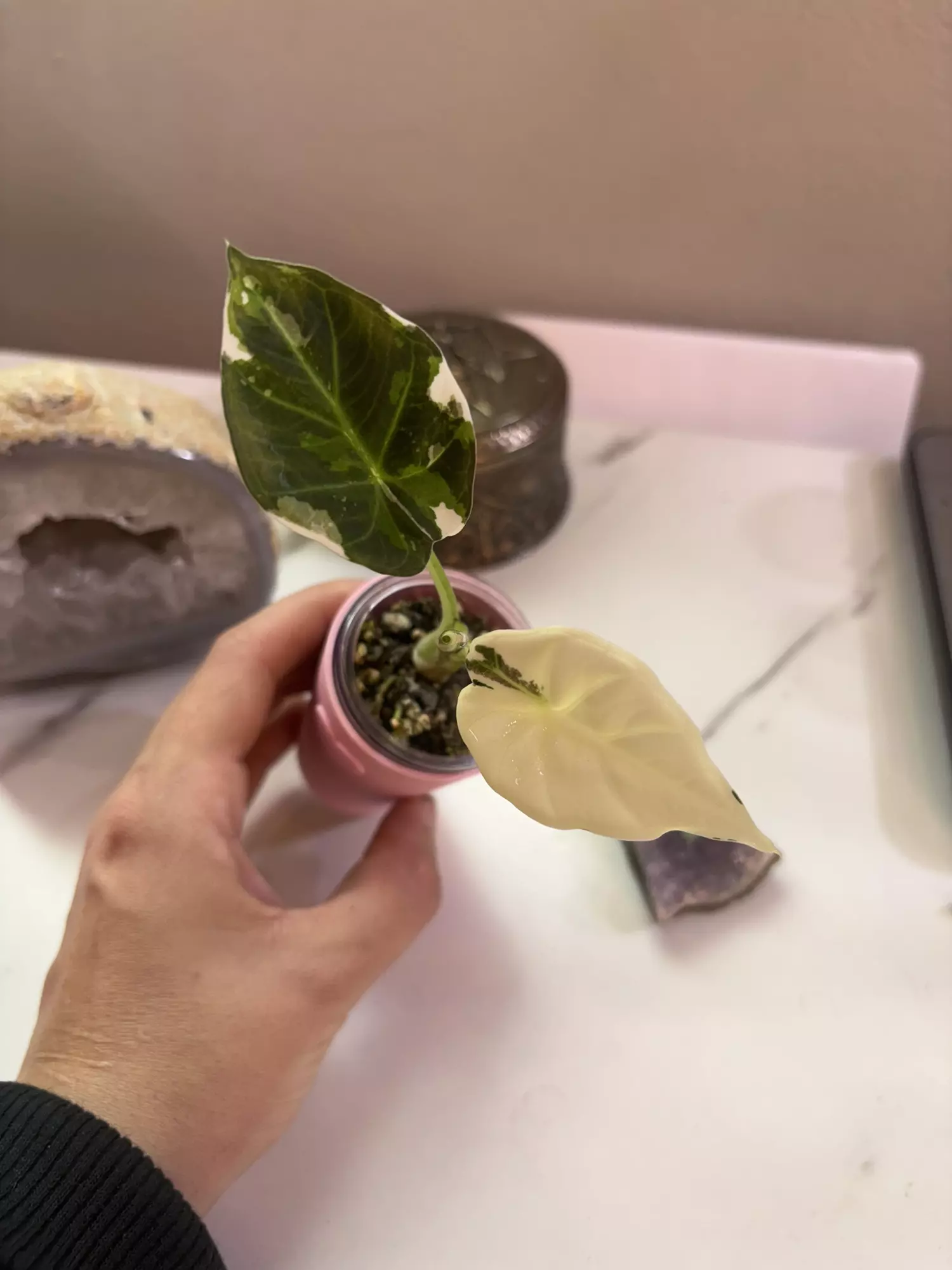 plant/✨Alocasia Regal Shield Albo/Purp/Pink✨-3