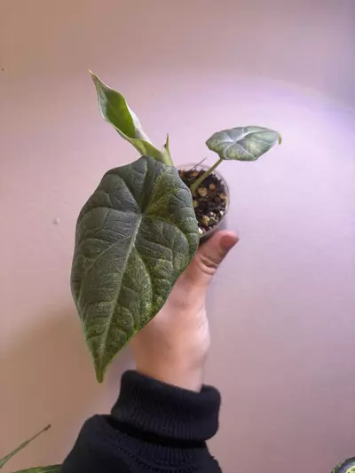 plant/✨Alocasia Maharani Aurea✨-1-thumbnail