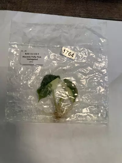 plant/Alocasia Polly pink -0-thumbnail