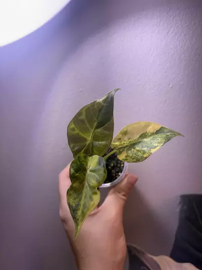 plant/✨Alocasia Regal Shield Aurea✨-1-thumbnail