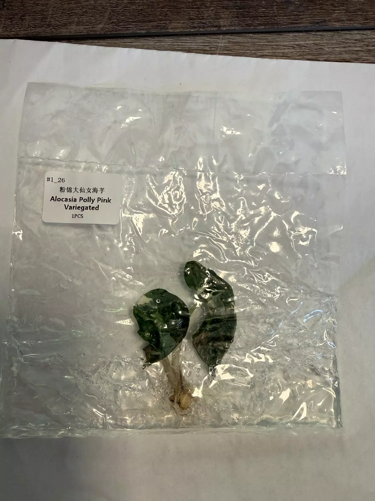 plant/Alocasia Polly pink -0