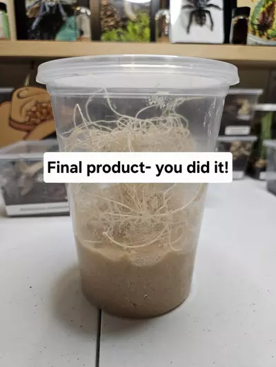 plant/3-PACK Hydei Fruit Fly DIY Culture Kit-2-thumbnail