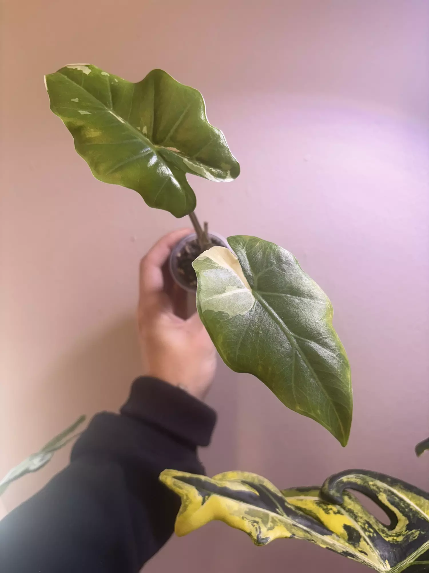 plant/✨Alocasia Portora Albo✨-1